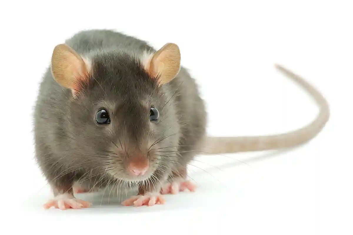 Ką reiškia sapnuoti pelę